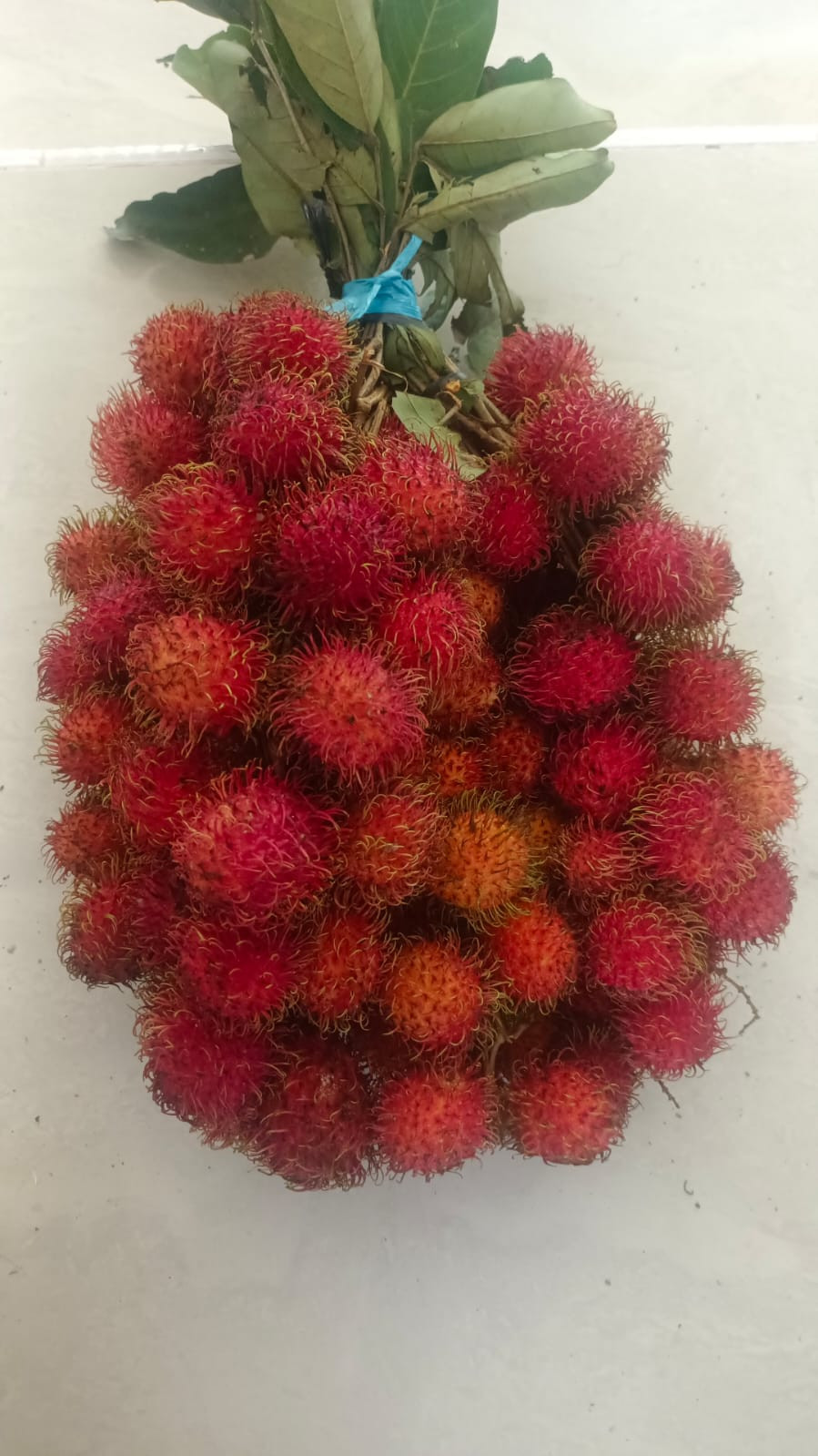 produk RAMBUTAN ACE KONTO